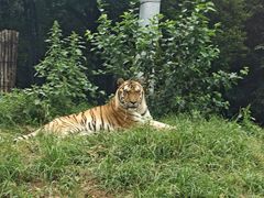 -大连森林动物园