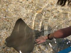 -瑞普利水族馆
