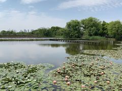 -长兴太湖图影湿地文化园