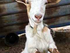 -马陆小张葡萄园农家乐