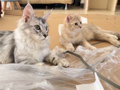 -喵zoo家庭繁育猫舍(尖东智能花园店)
