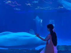 -海合安成都极地海洋公园