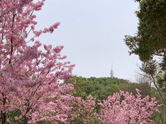 -顾村公园