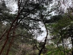 -金龙寺国家森林公园