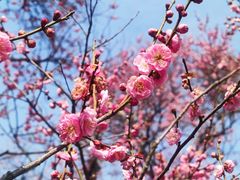 -梅花山(明孝陵内)