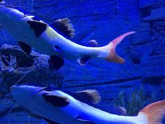 -芜湖新华联大白鲸海洋公园