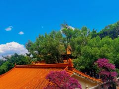 -深圳仙湖植物园