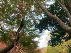 -秋霞圃