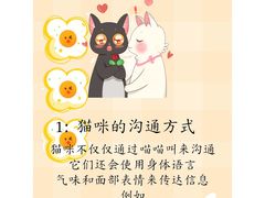 -猫十亿·布偶金渐层·曼基康矮脚猫舍(青年路店)