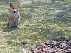 -龙美术馆(西岸馆)