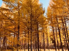 -塞罕坝国家级自然保护区