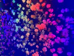 -成都浩海立方海洋公园