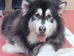 -和它·交个朋友·狗咖猫咖(爱琴海店)