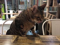 -小时光咖啡馆(开森度假森林店)