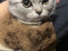 -喵zoo家庭繁育猫舍(尖东智能花园店)