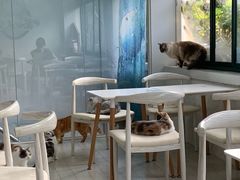 -喵的天空名猫咖啡馆·撸猫·猫舍·用品