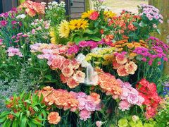 -上海共青森林公园