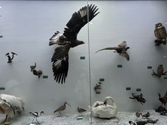 -盐城丹顶鹤湿地生态旅游区