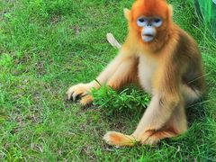 -西安秦岭野生动物园