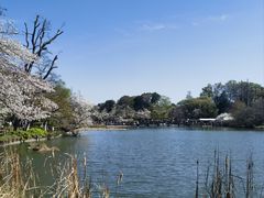 -井之头恩赐公园