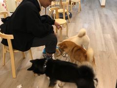 -柴迷FANS CLUB·柴犬狗咖·猫咖
