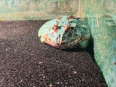 -上海大自然野生昆虫馆(东方明珠·爬宠昆虫探索中心)