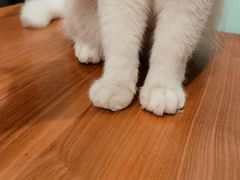 -猫小院猫主题餐厅(三里屯店)