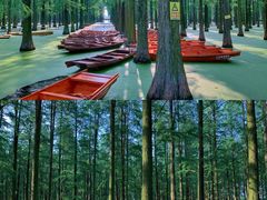 -渌洋湖湿地公园