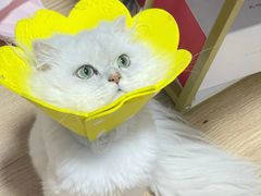 -安安宠医安欣宠物医院
