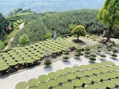 -沉瓯 福鼎白茶(洛川中路店)