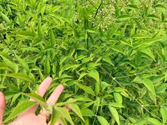 -大塘金香草谷