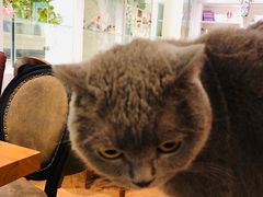 -猫小院猫主题餐厅(三里屯店)