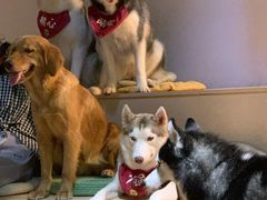 -Husky Go! 哈士奇体验馆·宠物咖啡厅狗咖