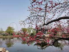 -无锡蠡湖国家湿地公园-蠡园