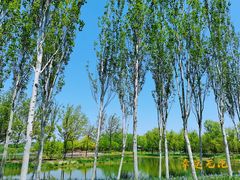 -东郊湿地公园