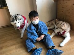 -Husky Go! 哈士奇体验馆·宠物咖啡厅狗咖