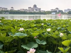 -莲花池公园