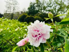 -洛阳市隋唐城遗址植物园