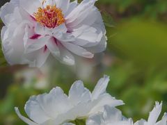 -曹州百花园