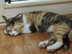 -宠颐生汉谟拉比宠物医院