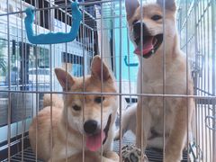 -瑞派·关忠动物医院·异宠专科·犬猫肿瘤·皮肤专科(望京店)