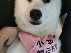 -Husky Go! 哈士奇体验馆·宠物咖啡厅狗咖
