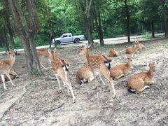 -清迈夜间动物园