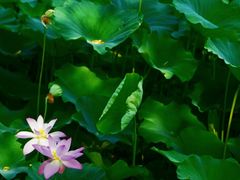 -莲花池公园