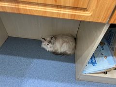 -佑安动物医院·全科·内窥镜中心(幸福巷店)