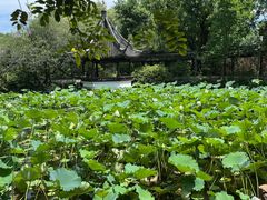 -上海醉白池公园