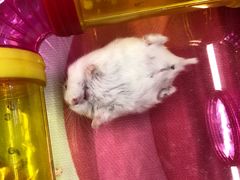 -钓仓鼠(洋桥北里小区店)