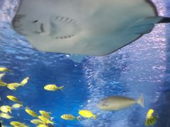 -太平洋海底世界