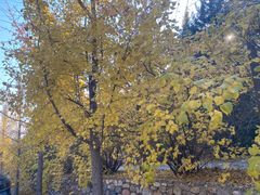 -遵化市禅林寺古银杏风景园