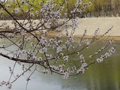 -桃花堤公园